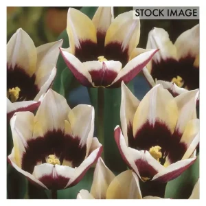 Van Zyverden Tulips Chansonnett Set of 12 Bulbs - glamourwo.com | ladies' apparel & accessories & shoes | Flash Sale