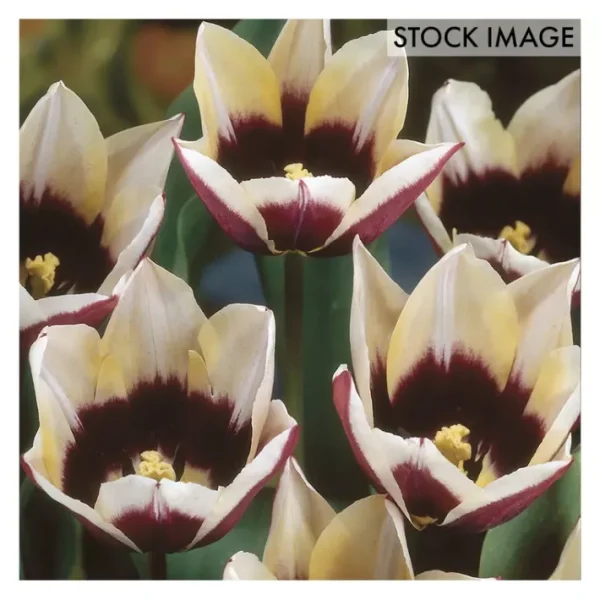 Van Zyverden Tulips Chansonnett Set of 12 Bulbs - glamourwo.com | ladies' apparel & accessories & shoes | Flash Sale