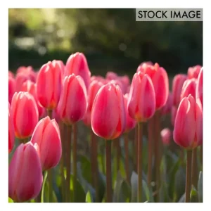 Van Zyverden Tulips Cosmopolitan Set of 12 Bulbs - glamourwo.com | ladies' apparel & accessories & shoes | Cheap