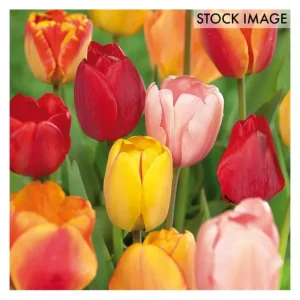Van Zyverden Tulips Darwin Hybrid Mixture 15 Mammoth Bulbs - glamourwo.com | ladies' apparel & accessories & shoes | Discount