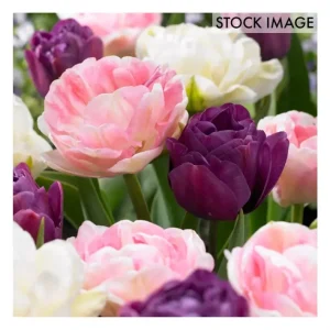 Van Zyverden Tulips Double Peony Blend Set of 15 bulbs - glamourwo.com | ladies' apparel & accessories & shoes | Shop