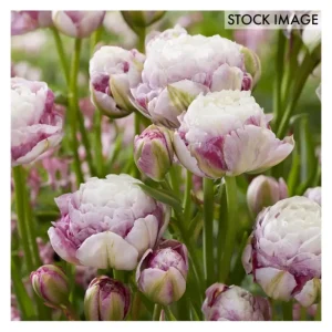 Van Zyverden Tulips Double Surprise Set of 12 Bulbs - glamourwo.com | ladies' apparel & accessories & shoes | Best Sale
