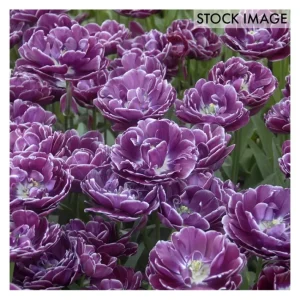 Van Zyverden Tulips Dream Touch Set of 12 Bulbs - glamourwo.com | ladies' apparel & accessories & shoes | Clearance