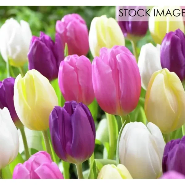 Van Zyverden Tulips Easter Basket Mixture Set of 25 bulbs - glamourwo.com | ladies' apparel & accessories & shoes | Clearance