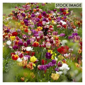 Van Zyverden Tulips Economy Medley Of Varieties 100 Bulbs - glamourwo.com | ladies' apparel & accessories & shoes | Clearance