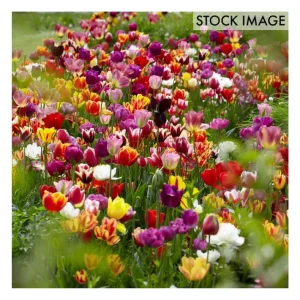 Van Zyverden Tulips Economy Medley Of Varieties50 Bulbs - glamourwo.com | ladies' apparel & accessories & shoes | Best Sale