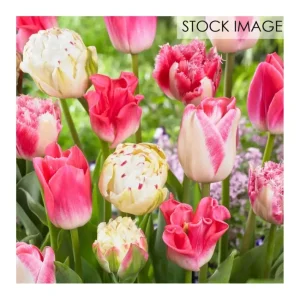 Van Zyverden Tulips Extended Bloom Cotton CandyMix 25 Bulbs - glamourwo.com | ladies' apparel & accessories & shoes | Discount