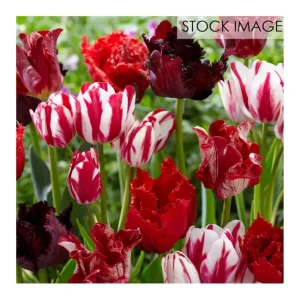 Van Zyverden Tulips Extended Bloom Crimson NoirMix 25 Bulbs - glamourwo.com | ladies' apparel & accessories & shoes | Discount