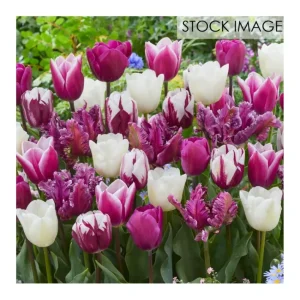 Van Zyverden Tulips Extended Bloom Elegance Mixture 25 Bulbs - glamourwo.com | ladies' apparel & accessories & shoes | Best