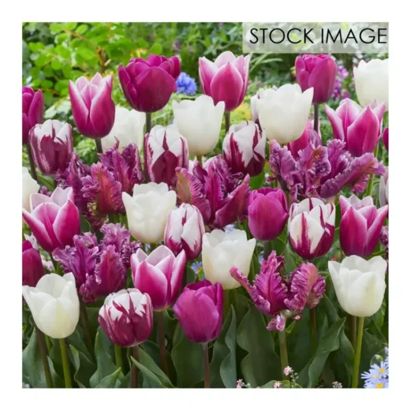 Van Zyverden Tulips Extended Bloom Elegance Mixture 25 Bulbs - glamourwo.com | ladies' apparel & accessories & shoes | Best