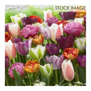 Van Zyverden Tulips Extended Bloom Paradise Mixture 25 Bulbs - glamourwo.com | ladies' apparel & accessories & shoes | New