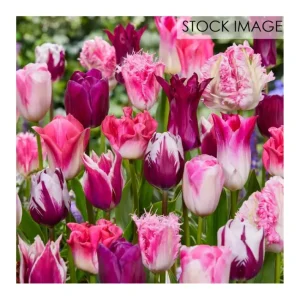 Van Zyverden Tulips Extended Bloom Roseate Mixture 25 Bulbs - glamourwo.com | ladies' apparel & accessories & shoes | Outlet