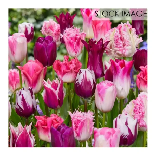 Van Zyverden Tulips Extended Bloom Roseate Mixture 25 Bulbs - glamourwo.com | ladies' apparel & accessories & shoes | Outlet