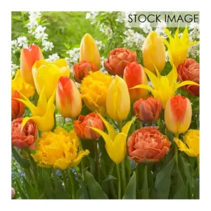 Van Zyverden Tulips Extended Bloom Sunburst Mixture 25 Bulbs - glamourwo.com | ladies' apparel & accessories & shoes | New