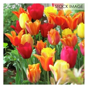 Van Zyverden Tulips Fire Pot Blend Set of 15 bulbs - glamourwo.com | ladies' apparel & accessories & shoes | Sale