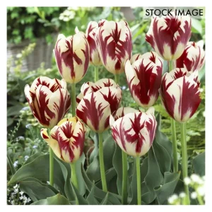 Van Zyverden Tulips Grand Perfection Set of 12Bulbs - glamourwo.com | ladies' apparel & accessories & shoes | Fashion