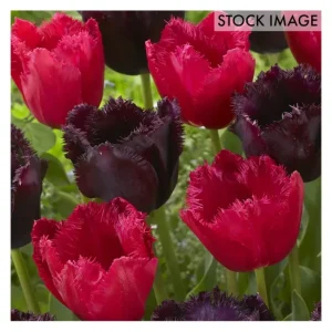 Van Zyverden Tulips Havana Nights Blend Set of15 bulbs - glamourwo.com | ladies' apparel & accessories & shoes | Flash Sale