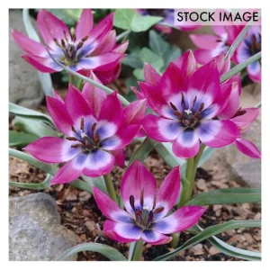 Van Zyverden Tulips Little Beauty Set of 25 Bulbs - glamourwo.com | ladies' apparel & accessories & shoes | Best Sale