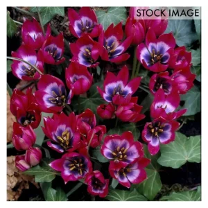 Van Zyverden Tulips Little Beauty Set of 12 Bulbs - glamourwo.com | ladies' apparel & accessories & shoes | Hot