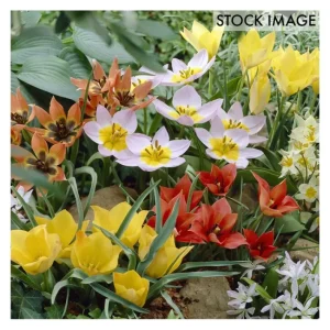 Van Zyverden Tulips Little Treasures Collection 50 bulbs - glamourwo.com | ladies' apparel & accessories & shoes | Online