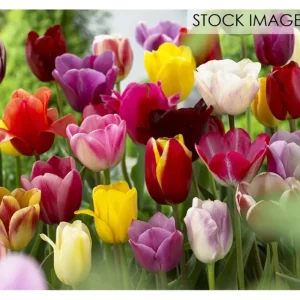 Van Zyverden Tulips Long Stemmed Mix Set of 50Mammoth Bulbs - glamourwo.com | ladies' apparel & accessories & shoes | Clearance