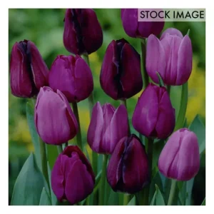 Van Zyverden Tulips Non-Stop Purple Blend Set of 25 Bulbs - glamourwo.com | ladies' apparel & accessories & shoes | Store
