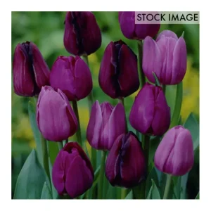 Van Zyverden Tulips NonStop Purple Blend Set of12 Bulbs - glamourwo.com | ladies' apparel & accessories & shoes | Cheap