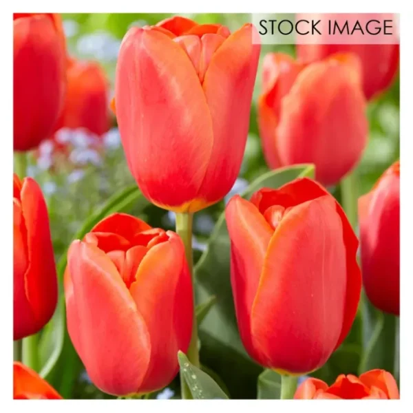 Van Zyverden Tulips Orange Juice Set of 12 Bulbs - glamourwo.com | ladies' apparel & accessories & shoes | Shop