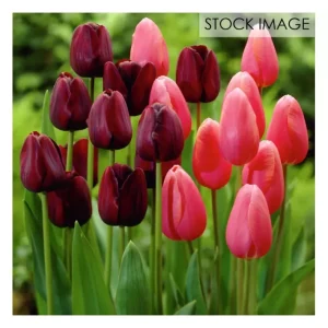 Van Zyverden Tulips Park Avenue Blend Set of 15bulbs - glamourwo.com | ladies' apparel & accessories & shoes | Outlet