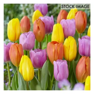 Van Zyverden Tulips Pastel Parade Blend Set of15 Bulbs - glamourwo.com | ladies' apparel & accessories & shoes | Sale