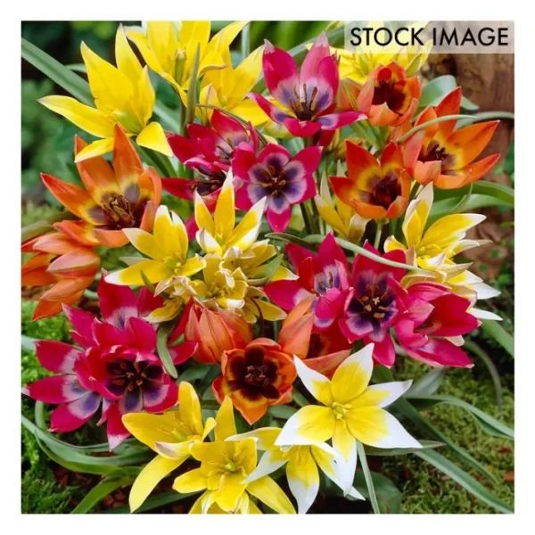 Van Zyverden Tulips Perennial Mixture Set of 100 Bulbs - glamourwo.com | ladies' apparel & accessories & shoes | Clearance