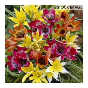 Van Zyverden Tulips Perennial Mixture Set of 35Bulbs - glamourwo.com | ladies' apparel & accessories & shoes | Best Sale