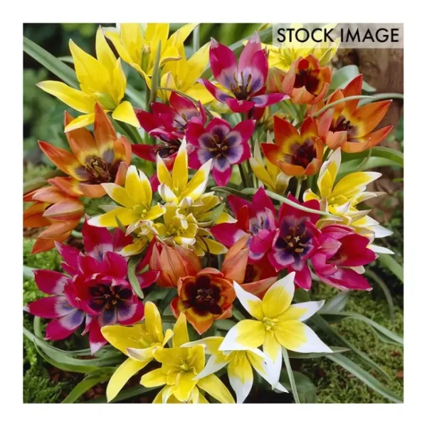 Van Zyverden Tulips Perennial Mixture Set of 35Bulbs - glamourwo.com | ladies' apparel & accessories & shoes | Best Sale