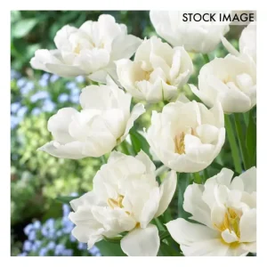 Van Zyverden Tulips Popcorn Set of 25 Bulbs - glamourwo.com | ladies' apparel & accessories & shoes | Discount