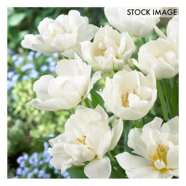 Van Zyverden Tulips Popcorn Set of 25 Bulbs - glamourwo.com | ladies' apparel & accessories & shoes | Discount
