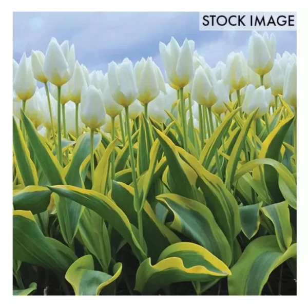 Van Zyverden Tulips Purissima Blonde Set of 12 Bulbs - glamourwo.com | ladies' apparel & accessories & shoes | New