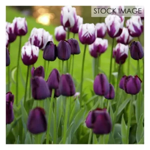 Van Zyverden Tulips Rem's Favorite Blend Set of15 bulbs - glamourwo.com | ladies' apparel & accessories & shoes | Flash Sale