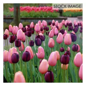 Van Zyverden Tulips Rodeo Blend Set of 15 bulbs - glamourwo.com | ladies' apparel & accessories & shoes | Store