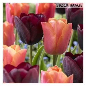 Van Zyverden Tulips Ronaldo Blend Set of 15 bulbs - glamourwo.com | ladies' apparel & accessories & shoes | Flash Sale