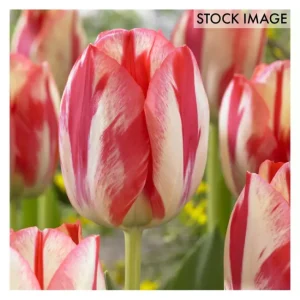 Van Zyverden Tulips Spryng Break Set of 12 Bulbs - glamourwo.com | ladies' apparel & accessories & shoes | Best