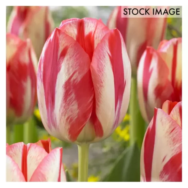 Van Zyverden Tulips Spryng Break Set of 12 Bulbs - glamourwo.com | ladies' apparel & accessories & shoes | Best