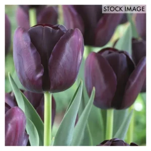 Van Zyverden Tulips Super Sized Queen Of NightBulbs Set of 12 - glamourwo.com | ladies' apparel & accessories & shoes | Online