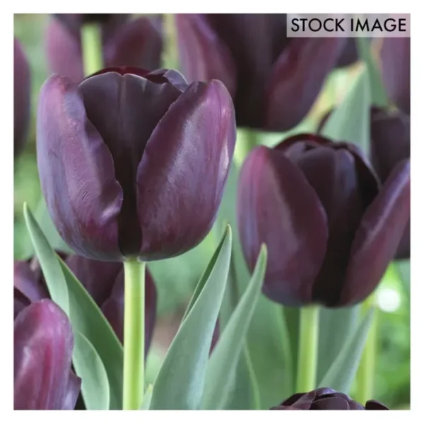 Van Zyverden Tulips Super Sized Queen Of NightBulbs Set of 12 - glamourwo.com | ladies' apparel & accessories & shoes | Online