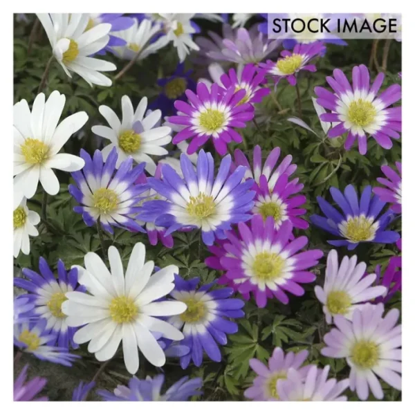 Van Zyverden Wind Flowers Anemone Blanda Mix Set of 100 Bulbs - glamourwo.com | ladies' apparel & accessories & shoes | Online